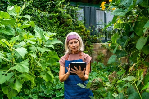 Senior woman in an apron interacting with a digital tablet in a lush outdoor garden, managing