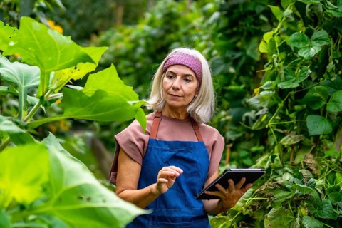 Senior woman wearing an apron examining plants in a lush organic garden, actively using a digital