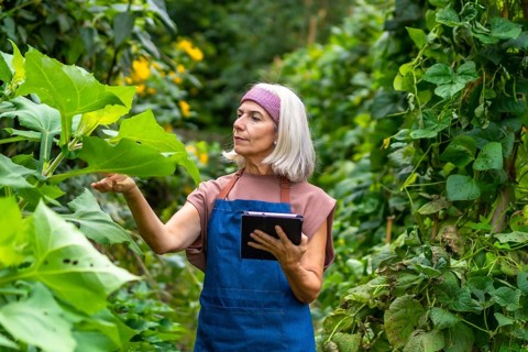 Senior woman farmer in apron inspecting organic plants in a garden, using a tablet to monitor