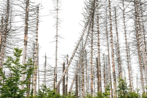 Dead trees and tree stumps in a barren forest, straight, bare, partly crooked, fallen, dead tree