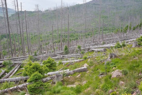 Spruce monoculture, standing and lying dead spruces (Picea) after bark beetle infestation on the