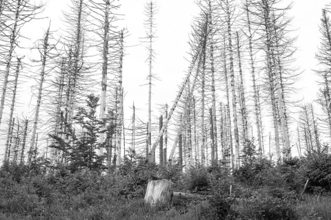 Black and white image, dead trees and tree stumps in a barren forest, straight, bare, partly