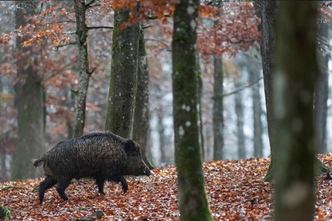 Strong boar in rain, Daun, Rhineland-Palatinate, Germany