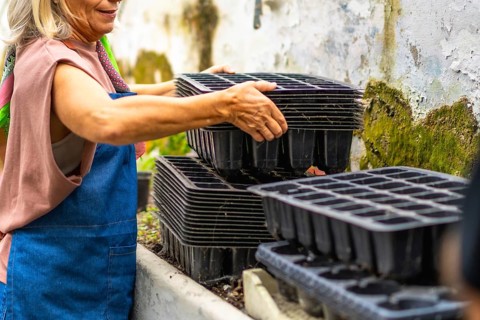 Senior woman carefully stacking black plastic seed trays, preparing for new plant seedlings in a