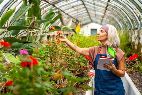 Senior woman wearing an apron and bandana holding a notebook, gently touching a flowering plant