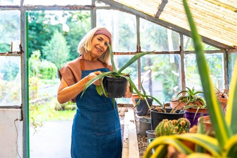 Senior woman wearing an apron and headband smiling, standing inside a rustic greenhouse while