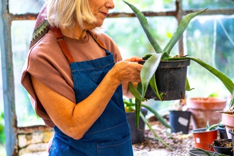 Senior woman tending to her plants in a rustic greenhouse, holding a potted succulent, engaging in
