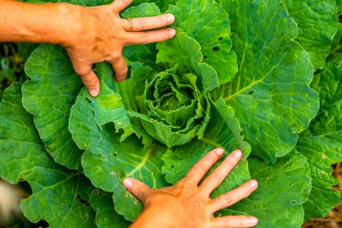 Gardener's hands inspecting a vibrant green cabbage head, illustrating organic farming, fresh