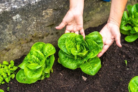 Gardener hands gently cradling vibrant green lettuce growing in dark rich soil, highlighting