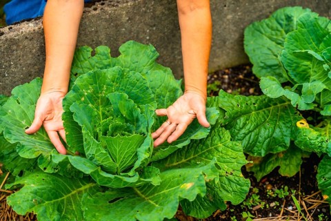 Gardeners hands inspecting a large healthy organic cabbage in a fertile garden bed, highlighting