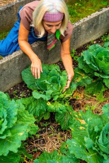 Senior woman with a bandana and an apron kneeling in an outdoor raised bed, reaching down to