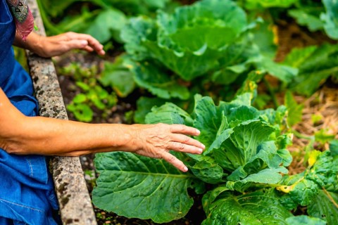 Woman's wrinkled hands are gently touching a thriving green cabbage plant in a home vegetable
