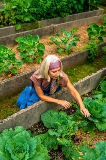 Senior woman in a raised bed garden is actively caring for fresh green vegetables, embracing a