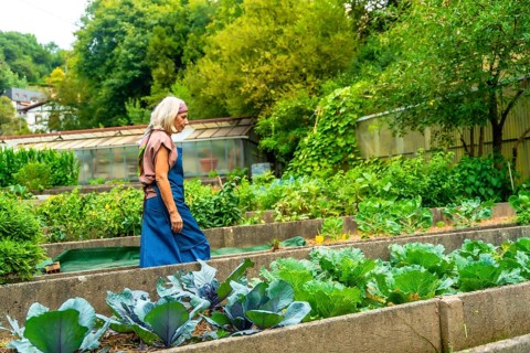 Senior woman walking through a bountiful organic vegetable garden with raised beds, cultivating