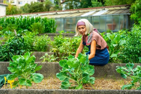 Senior woman tending to her home vegetable garden, planting organic brussels sprouts in a raised