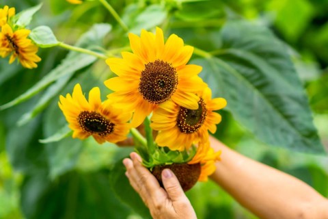 Hands gently tending vibrant yellow sunflowers in a lush green garden, capturing growth, warmth,
