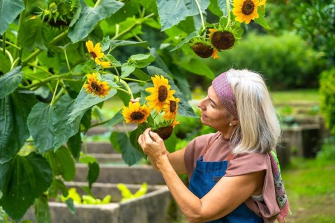 Senior woman tending sunflowers in a vibrant garden, smiling as she inspects blooms and enjoys