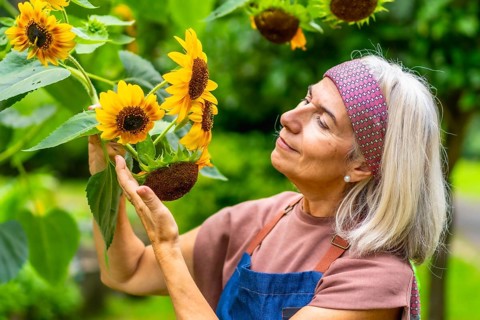 Senior woman finding joy and fulfillment in her gardening hobby, gently touching vibrant sunflowers