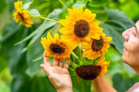 Woman's hand gently touching vibrant sunflower petals in a lush green garden, capturing summer