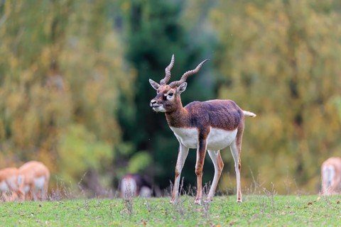 A male blackbuck (Antilope cervicapra) stands on a green meadow on a cloudy day. Some females can