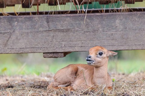 A blackbuck calf (Antilope cervicapra) lies on a feeding place on a cloudy day. India, Pakistan,