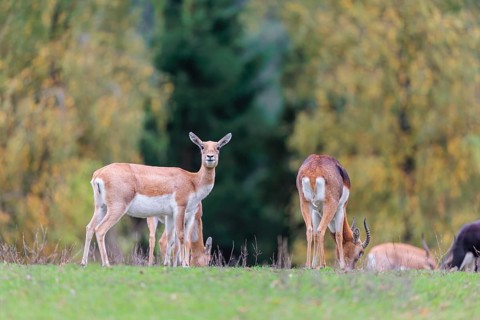 A female and a male blackbuck (Antilope cervicapra) stand on a green meadow on a cloudy day. Some