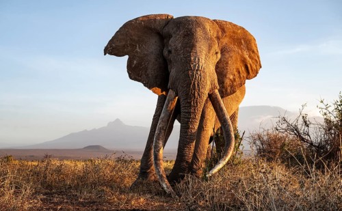 African elephant (Loxodonta africana) with Kilimanjaro, the famous Super Tusker elephant Craig, old