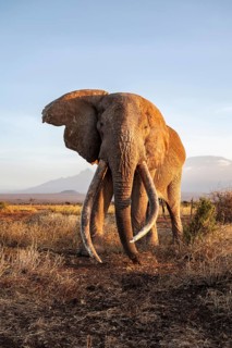 African elephant (Loxodonta africana) with Kilimanjaro, the famous Super Tusker elephant Craig, old