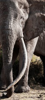Animal portrait, African elephant (Loxodonta africana), the famous Super Tusker elephant Craig, old