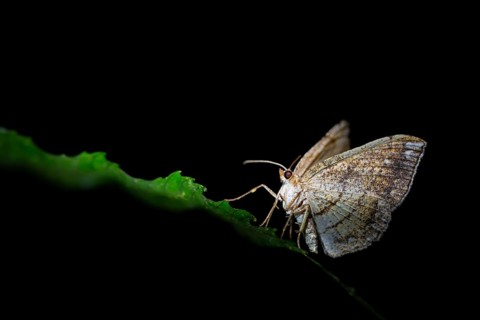 Moths at night in the jungle, Amani Nature Forest Reserve, Eastern Usambara Mountains, Tanga,