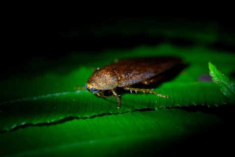 Cockroach (leaf todea) in the jungle, Amani Nature Forest Reserve, Eastern Usambara Mountains,
