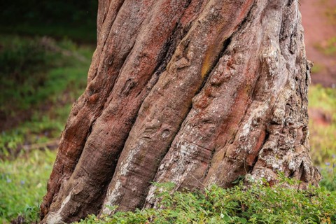 Tree grows spirally, Amani Nature Forest Reserve, Eastern Usambara Mountains, Tanga, Tanzania