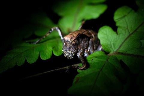 Night view, cricket in the jungle, Amani Nature Forest Reserve, Eastern Usambara Mountains, Tanga,