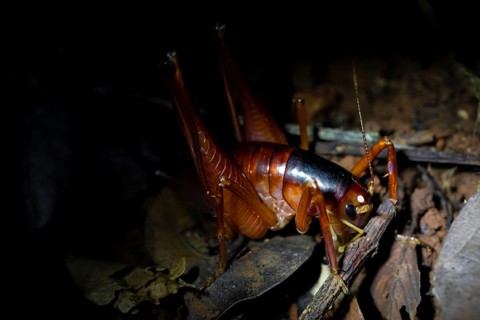 Great cricket in the jungle, Amani Nature Forest Reserve, Eastern Usambara Mountains, Tanga,