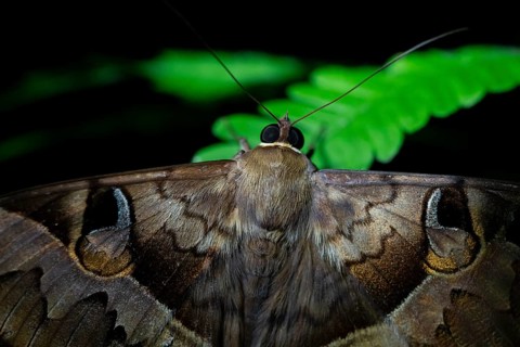 Moth (Noctuidae), (Cyligramma fluctuosa) at night in the jungle, Amani Nature Forest Reserve,