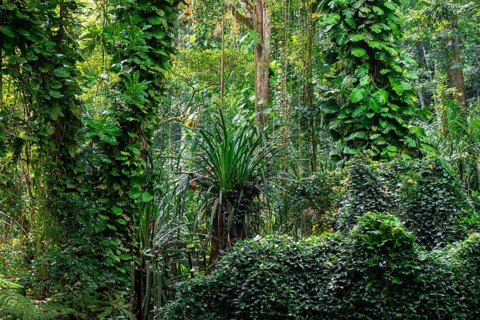 Overgrown tree in jungle, Amani Nature Forest Reserve, Eastern Usambara Mountains, Tanga, Tanzania