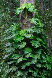 Overgrown tree in jungle, Amani Nature Forest Reserve, Eastern Usambara Mountains, Tanga, Tanzania