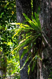 Epiphyte, fern, overgrown tree in the jungle, Amani Nature Forest Reserve, Eastern Usambara
