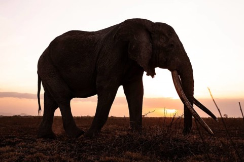Backlight, African elephant (Loxodonta africana), the famous Super Tusker elephant Craig, old bull