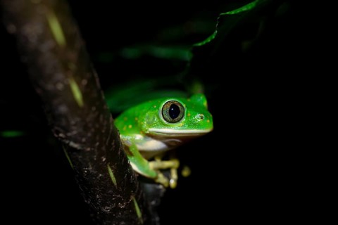 Forest climbing frog (Leptopelis barbouri) in the jungle, night view, Amani Forest Reserve,