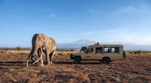 African elephant (Loxodonta africana), the famous Super Tusker elephant Craig, old bull elephants