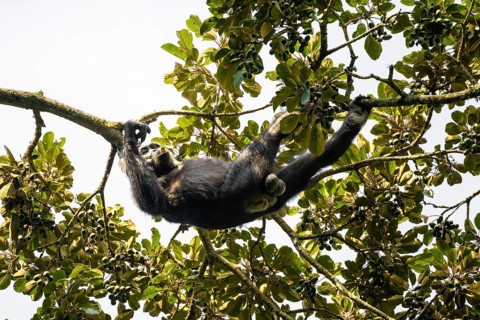 Chimpanzee (Pan Troglodytes), adult male feeding in the treetop in the jungle, Murchison Falls