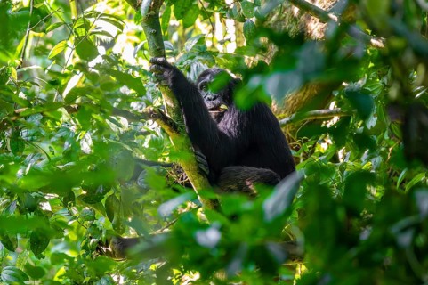 Chimpanzee (Pan Troglodytes), adult male in a jungle tree, Murchison Falls National Park, Uganda