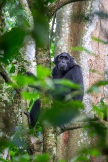 Chimpanzee (Pan Troglodytes), adult male in tree, jungle, Murchison Falls National Park, Uganda