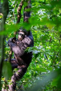 Chimpanzee (Pan Troglodytes), adult male shimmering in the jungle, Murchison Falls National Park,