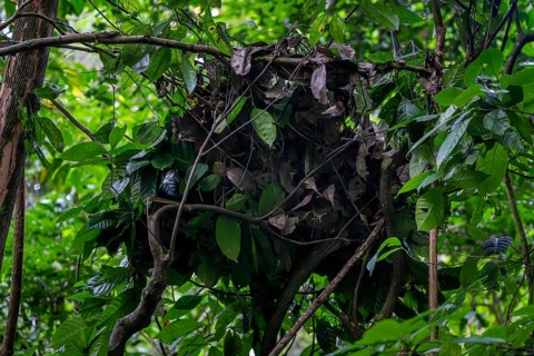 Sleep nest of a chimpanzee (Pan Troglodyte) in the jungle, Murchison Falls National Park, Uganda