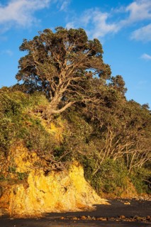 New Zealand Christmas tree (Metrosideros) in Otara Bay. Morning, golden hour.Otara Bay, Coromandel