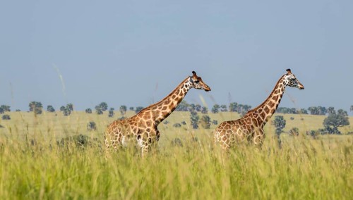 Rothschild giraffes in Murchison Falls National Park, Uganda