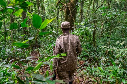 Ranger running in the jungle, Kibale National Park, Uganda