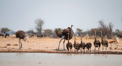African ostrich (Struthio camelus), funny animal family, mother and six juvenile young animals,